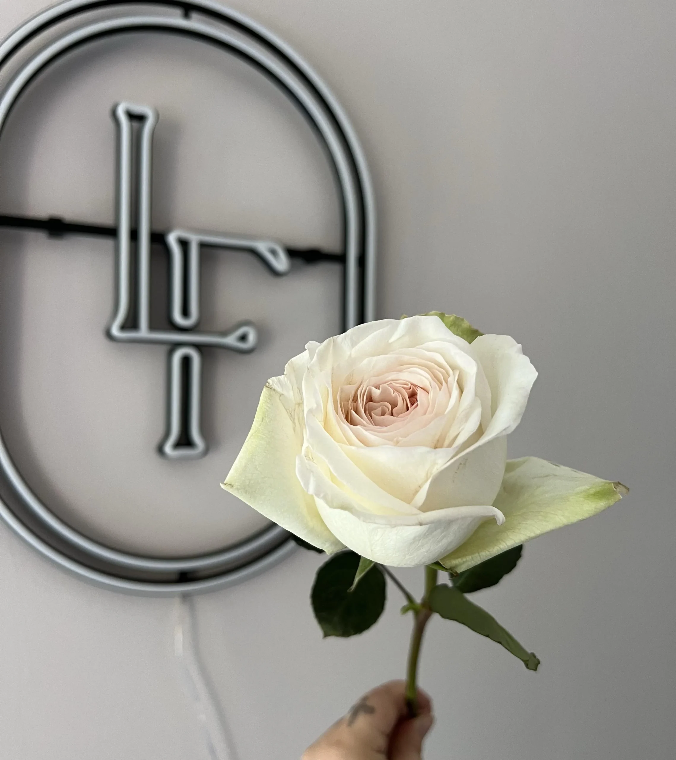 Single White O’Hara rose with delicately ruffled petals and a pale pink center, held in front of the Lu La Fleur logo wall
