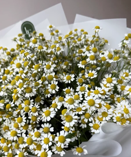 Zbliżenie na bukiet stokrotki – małe, białe kwiaty o żółtych środkach, pełne letniego uroku